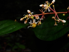 Miconia pubipetala