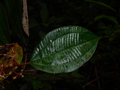 Miconia pubipetala