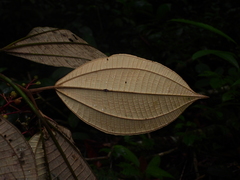 Miconia pubipetala