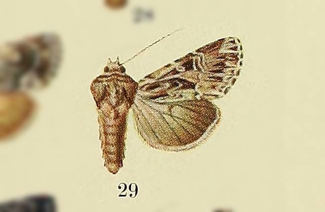 Anarta hoplites