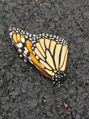 Danaus plexippus