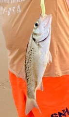 Dicentrarchus punctatus