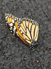 Danaus plexippus