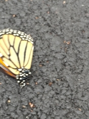 Danaus plexippus
