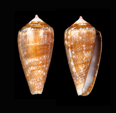 Conus barbieri