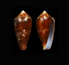 Conus barbieri