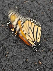 Danaus plexippus