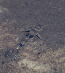 Glossogobius