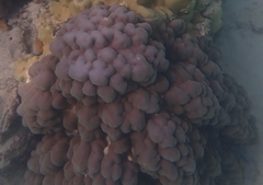 Porites evermanni