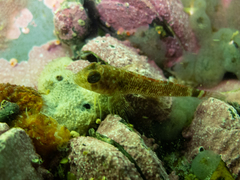 Helcogrammoides cunninghami