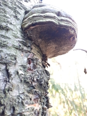 Fomes fomentarius