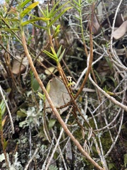 Maxillaria graminifolia