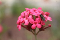 Arachnothryx leucophylla