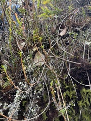 Maxillaria graminifolia