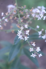 Aloysia citrodora
