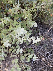 Buddleja marrubiifolia