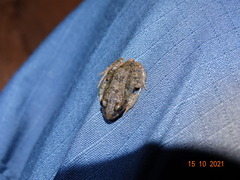 Leptodactylus troglodytes