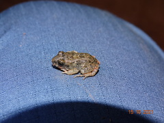 Leptodactylus troglodytes