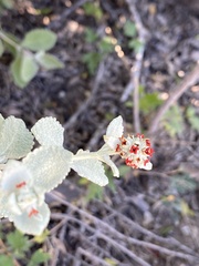 Buddleja marrubiifolia