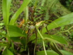 Brassia ocanensis