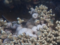 Montipora capitata