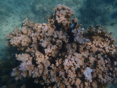 Montipora capitata