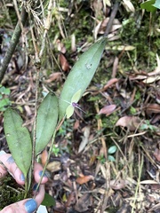 Pleurothallis talpinaria