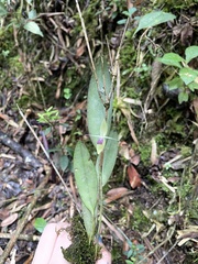 Pleurothallis talpinaria