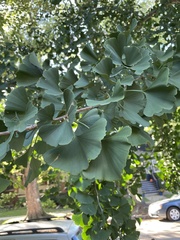 Ginkgo biloba