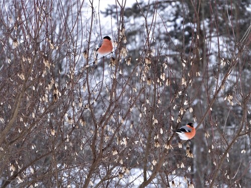 Juodagalvė sniegena