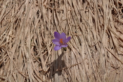 Crocus neglectus