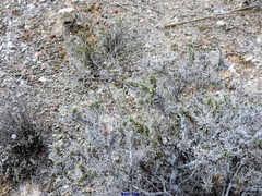 Gypsophila struthium