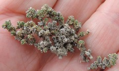 Frankenia thymifolia