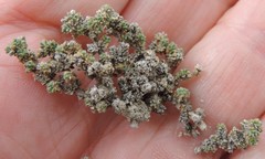 Frankenia thymifolia