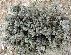 Frankenia thymifolia