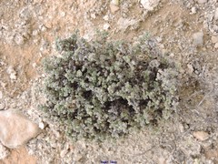 Frankenia thymifolia