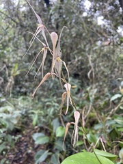 Pleurothallis phalangifera