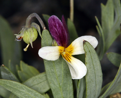 Viola hallii