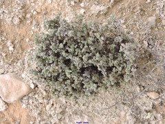 Frankenia thymifolia