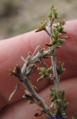 Thymus lacaitae