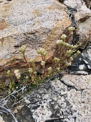 Sedum wrightii