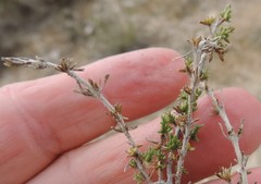 Thymus lacaitae