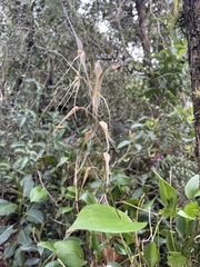 Pleurothallis phalangifera