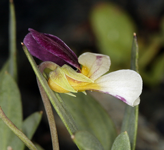 Viola hallii