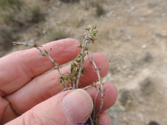 Thymus lacaitae