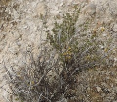 Thymus lacaitae