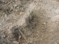 Thymus lacaitae