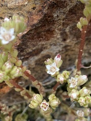 Sedum wrightii