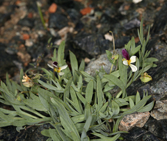 Viola hallii
