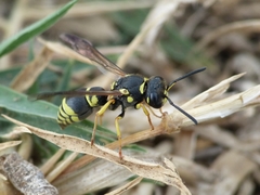 Allodynerus